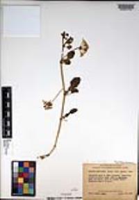 Abronia umbellata image