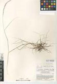 Stipa divaricata image