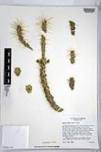 Cylindropuntia whipplei image