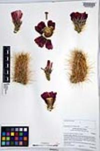 Echinocereus engelmannii image