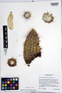 Echinocereus engelmannii image