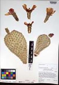 Opuntia basilaris var. basilaris image