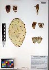 Opuntia littoralis image