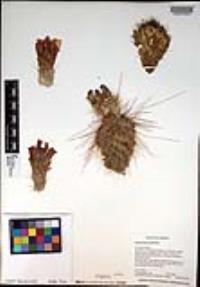 Opuntia polyacantha image