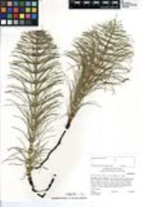 Equisetum telmateia subsp. braunii image