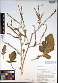 Brassica nigra image