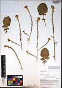 Brassica nigra image