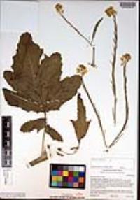 Brassica nigra image
