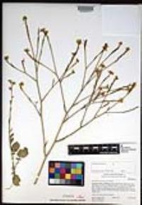 Hirschfeldia incana image