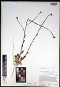 Hirschfeldia incana image