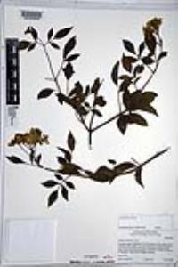 Sambucus nigra subsp. caerulea image