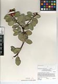 Arctostaphylos glandulosa subsp. glandulosa image