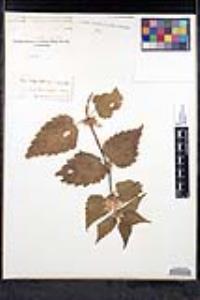 Hydrangea petiolaris image