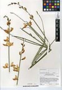 Spartium junceum image