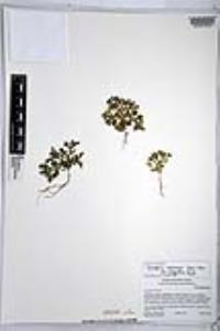 Nemophila menziesii var. integrifolia image
