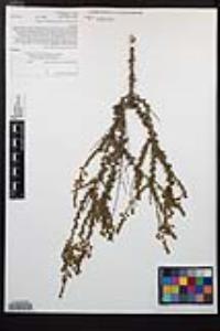 Adenostoma fasciculatum image