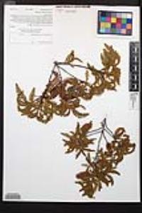 Chamaebatia australis image