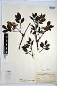 Sambucus racemosa image