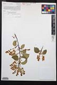 Prunus ilicifolia subsp. ilicifolia image