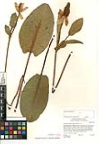 Anemopsis californica image