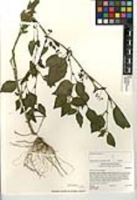Solanum americanum image