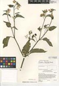 Solanum furcatum image