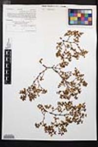 Larrea tridentata image