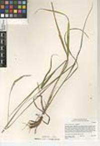 Bromus pseudolaevipes image