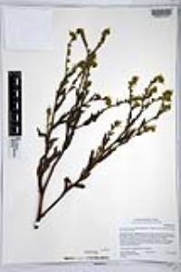 Amsinckia intermedia image