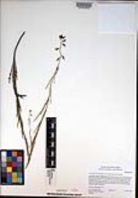 Caulanthus heterophyllus var. heterophyllus image