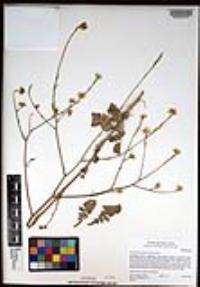 Hirschfeldia incana image