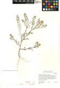 Lepidium densiflorum image