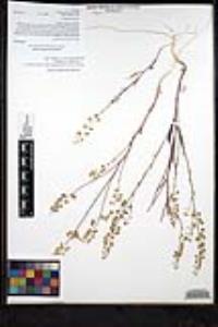 Thysanocarpus curvipes subsp. eradiatus image
