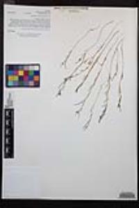 Camissonia strigulosa image