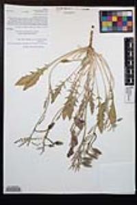 Oenothera californica subsp. avita image