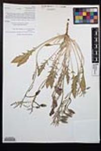 Oenothera californica image