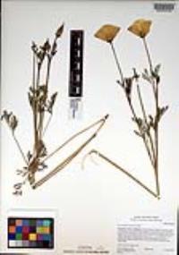 Eschscholzia californica image