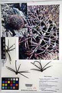 Ferocactus emoryi image