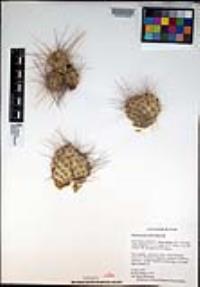 Opuntia polyacantha image