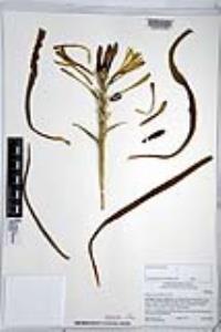 Hesperocallis undulata image
