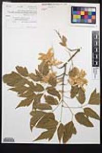 Acer negundo var. californicum image