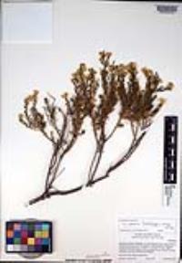 Ericameria brachylepis image