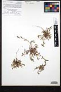 Plagiobothrys collinus var. californicus image