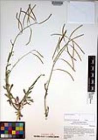Boechera perennans image