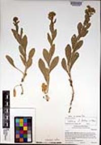 Lepidium draba image