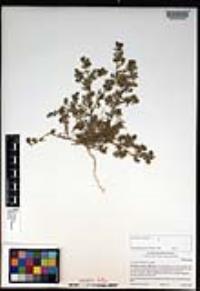 Lepidium didymum image