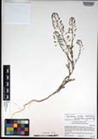 Descurainia pinnata subsp. halictorum image