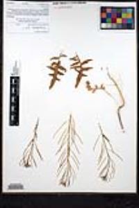 Sisymbrium irio image