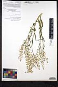 Thysanocarpus curvipes subsp. eradiatus image