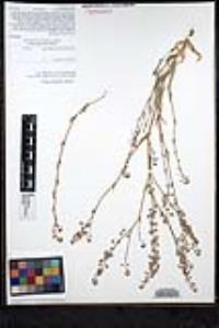 Thysanocarpus curvipes image